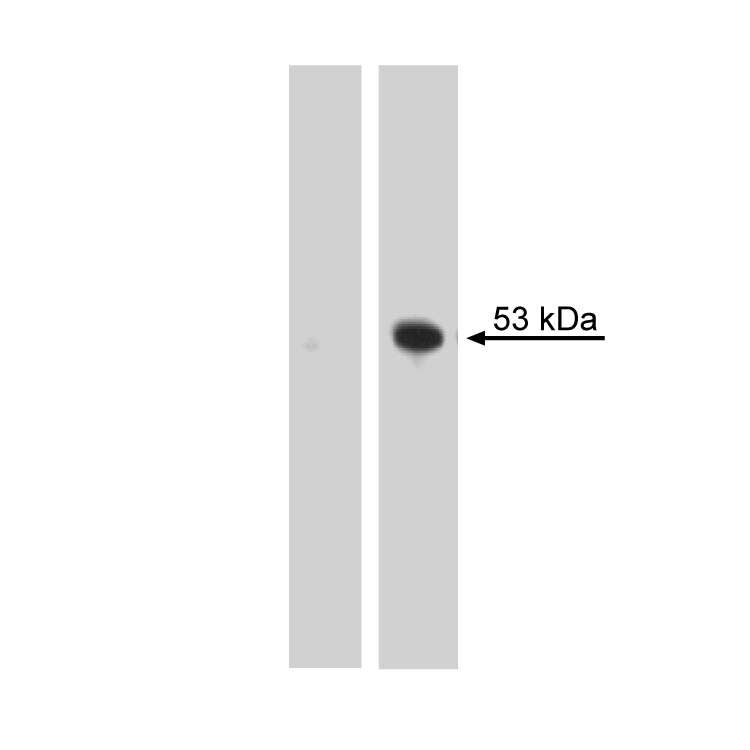 560231_WB.png